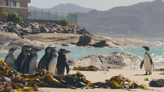 Penguin Town - Backdrops