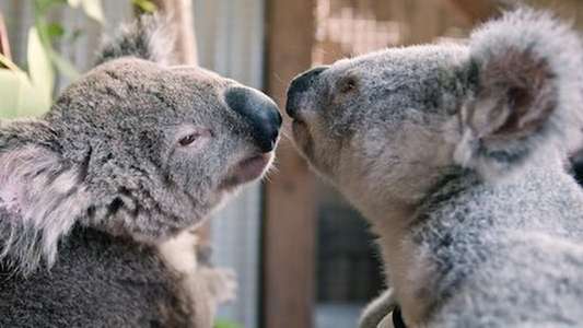 Izzy's Koala World - Backdrop