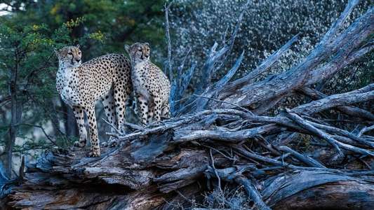 Cheetah Family And Me - Backdrop