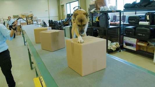 It's A Dog's Life - Backdrops
