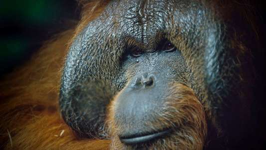 Primates - Backdrops