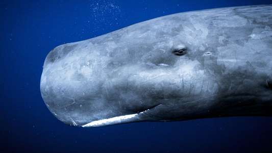 Secrets of the Whales - Backdrops