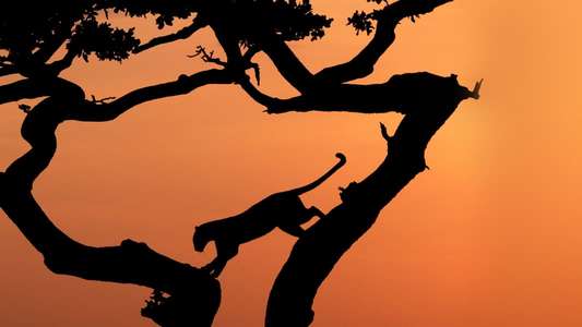Serengeti - Backdrops