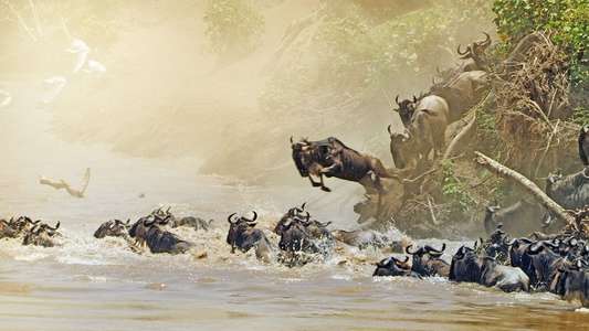 Serengeti - Backdrops