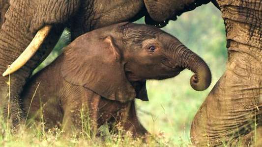 Serengeti - Backdrops
