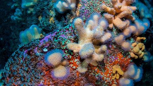 Blue Planet UK - Backdrop