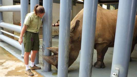 Magic of the Animal Kingdom - Backdrops
