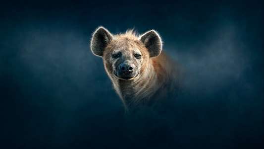 Dynasties - Backdrops