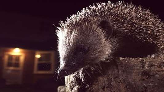 Wild Britain - Backdrop