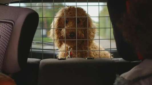 Waffle the Wonder Dog - Backdrops