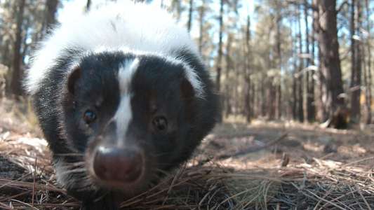 Super Senses: The Secret Power of Animals - Backdrop