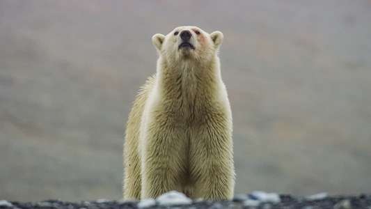 Frozen Planet II - Backdrops