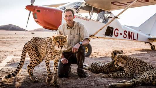 Big Cats - Backdrops