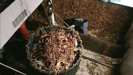 Deadliest Catch - Backdrops