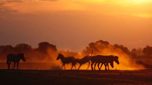 Nature's Great Race - Backdrop