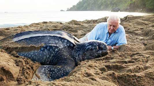 Blue Planet II - Backdrops