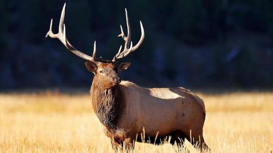 Yellowstone: Wildest Winter to Blazing Summer - Backdrop