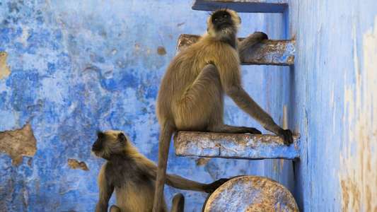 Planet Earth II - Backdrops