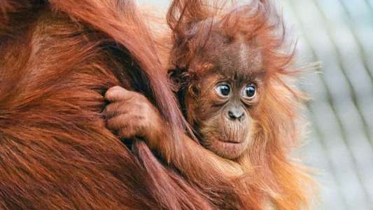 The Secret Life of the Zoo - Backdrops