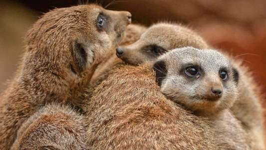 The Secret Life of the Zoo - Backdrops