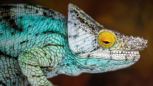 The Secret Life of the Zoo - Backdrops