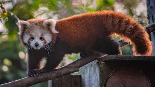 The Secret Life of the Zoo - Backdrops