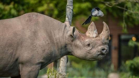 The Secret Life of the Zoo - Backdrops