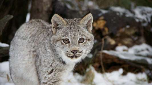 Big Cats: An Amazing Animal Family - Backdrop