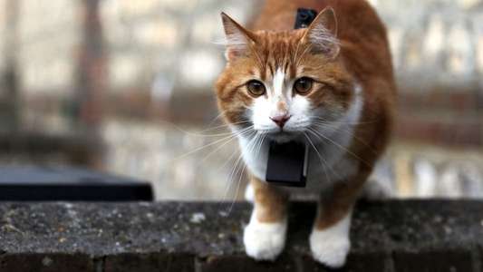 Cat Watch 2014: The New Horizon Experiment - Backdrop