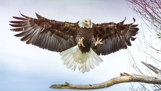 The Wonder of Animals - Backdrops