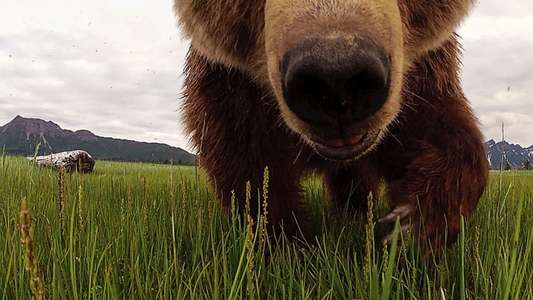 Great Bear Stakeout - Backdrops