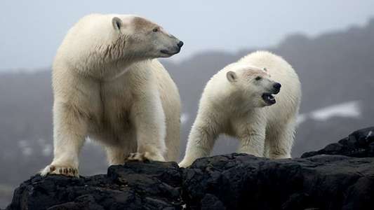 The Polar Bear Family & Me - Backdrop