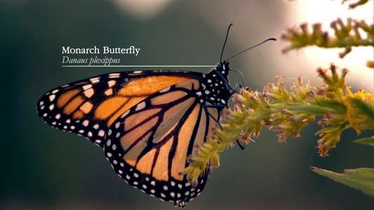 Wonders of Life - Backdrop