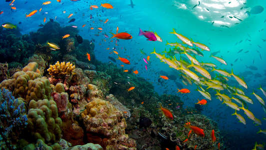 Great Barrier Reef - Backdrops