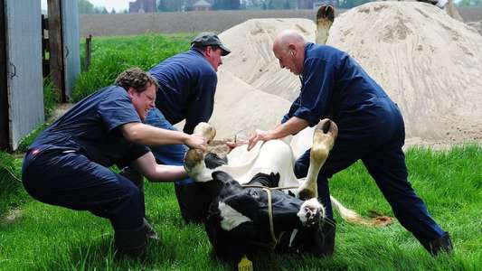 The Incredible Dr. Pol - Backdrops