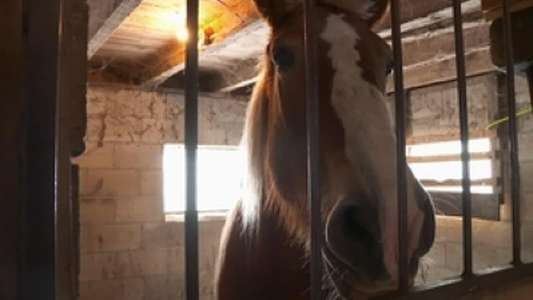 The Incredible Dr. Pol - Backdrops