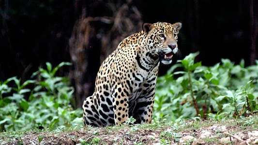 Jaguar Adventure With Nigel Marven - Backdrop
