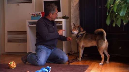 Dog Whisperer - Backdrop