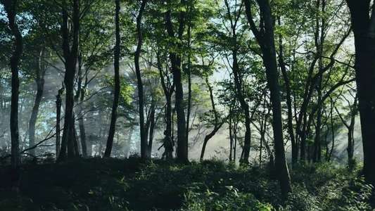 Alice in Borderland - Backdrops