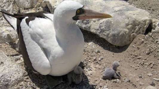 Galapagos - Backdrops