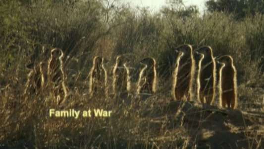 Meerkat Manor - Backdrop