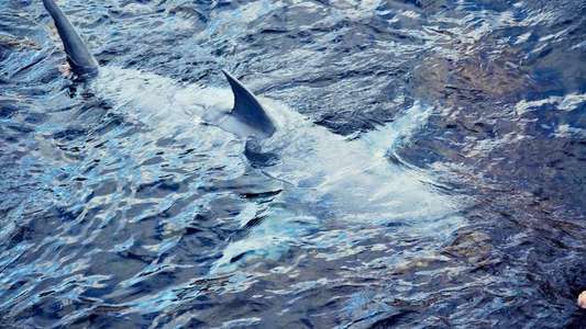 Shark Week - Backdrops