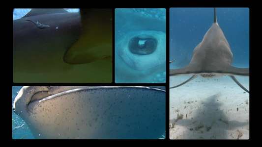 Shark Week - Backdrops