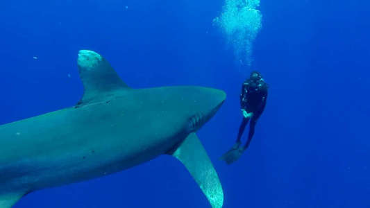 Shark Week - Backdrops