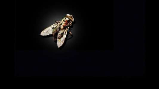 The Fly - Backdrop