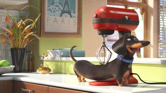 The Secret Life of Pets - Backdrops