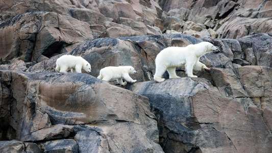 Our Planet - Backdrops