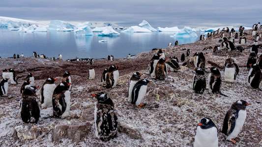 Our Planet - Backdrops