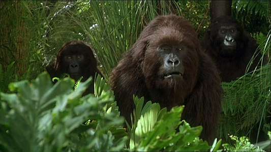 Congo - Backdrop
