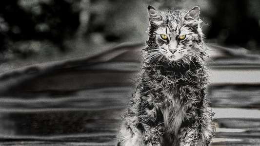 Pet Sematary - Backdrop